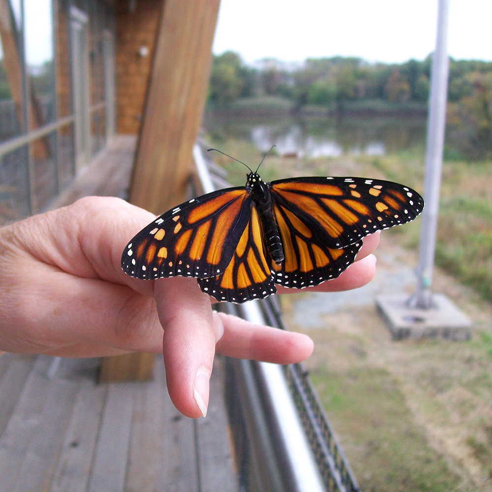 Monarch Butterfly - Delaware Nature Society